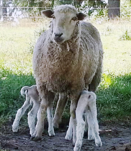Shed or Pasture Lambing